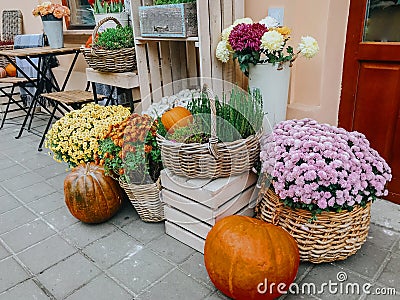 Pumpkins and autumn flowers in baskets on wooden boxes, rustic modern decor of city street in fall. Happy Thanksgiving and Stock Photo