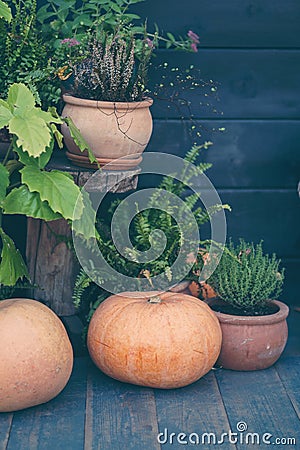 Pumpkins autumnal composition wooden background Stock Photo