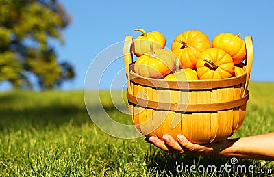 Pumpkins in basket in hand. Outdoor. Stock Photo