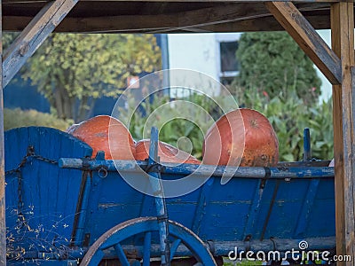 Pumpkins in blue old wagon with wooden wheel Stock Photo