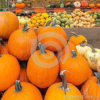 Pumpkins, butternut and buttercup Stock Photo