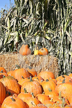 Pumpkins & corn stalks Stock Photo