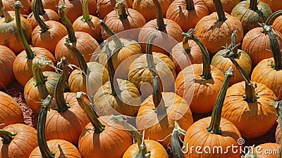 Pumpkins de toutes tailles et de toutes variétés Pumpkins de toutes tailles et de toutes variétés