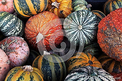 Pumpkins of different shapes and colors on the counter in the store to celebrate Halloween and on the streets of the city. Stock Photo