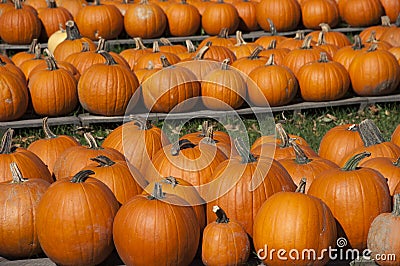 Pumpkins Farm, Food, Halloween Pumpkin Fall Autumn Stock Photo