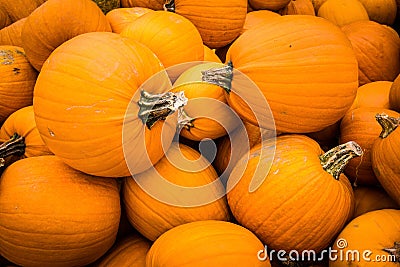 Pumpkins from farm after harvest Autumn Halloween Stock Photo