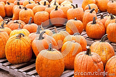 Pumpkins Farmers Market Stock Photo