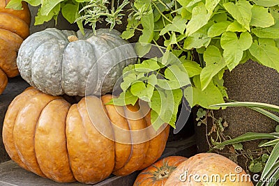 Pumpkins in farmers market. Different varieties of squashes. Orange Pumpkin Haystack Stock Photo