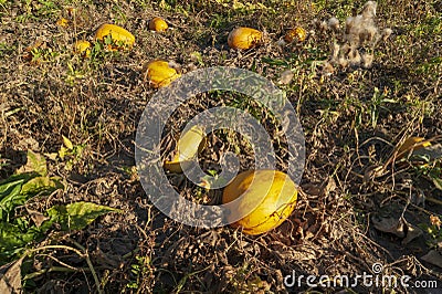 Pumpkins on the field Stock Photo