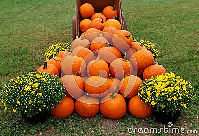 Pumpkins Stock Photo