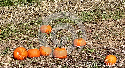 Pumpkins in the grass at pumpkin patch Stock Photo