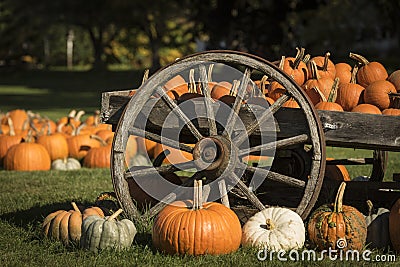 Pumpkins at Halloween Stock Photo