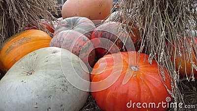 Pumpkins on the hay Stock Photo