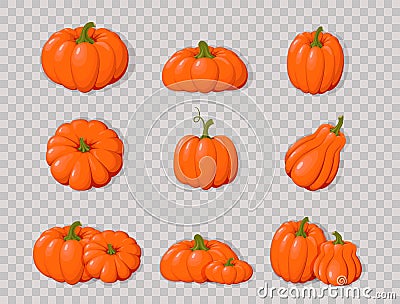 Pumpkins. Orange vegetable pumpkins. Isolated on transparent background Vector Illustration