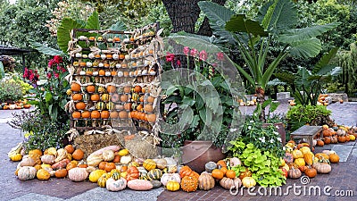 Pumpkins, plants and trees at the Dallas Arboretum in Texas. Stock Photo