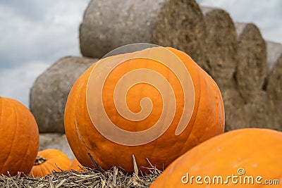 Pumpkins on a pumpkin patch field farm, with hay bales in background. Stock Photo