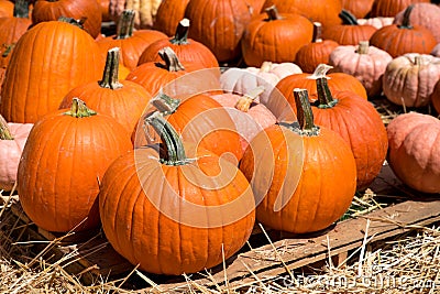 Pumpkins at the pumpkin patch. Outdoor farmer market. Farm decoration. Large pumpkin good for Thanksgiving Day or Halloween Stock Photo