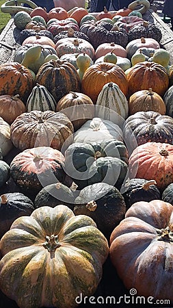 Pumpkins Stock Photo