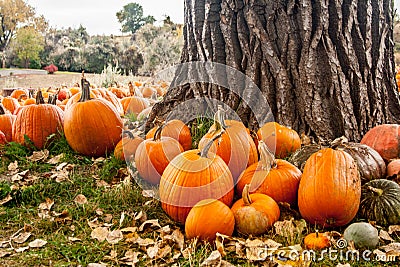 Pumpkins Resting in the Shade of a Great Oak Tree Stock Photo