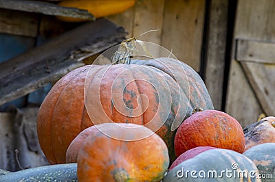 Pumpkins rural territory, background Stock Photo