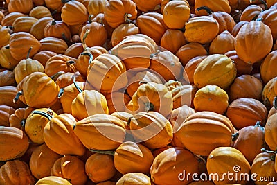 Mini-pumpkins For Sale at a Georgia Market Stock Photo