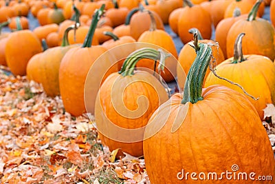 Pumpkins for sale at a pumpkin patch Stock Photo