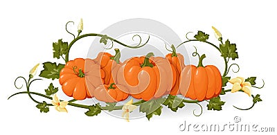 Pumpkins. Set orange vegetable pumpkins. Isolated vegetable, leaves, flower. Template invitations, congratulations, happy Thank Vector Illustration