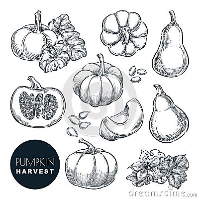 Pumpkins sketch vector illustration. Autumn gourd harvest. Hand drawn agriculture, farm isolated design elements Vector Illustration