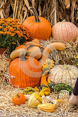 Pumpkins squash and gourds Stock Photo