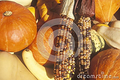 Pumpkins, Squash and Indian Corn, New York City, New York Stock Photo