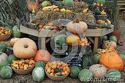 Pumpkins, squashes and gourds Stock Photo