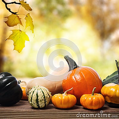 Pumpkins and squashes with a shinning fall background Stock Photo