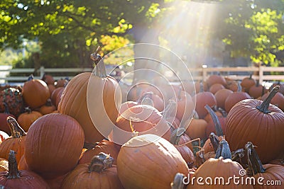 Pumpkins stacked on the ground after a harvest Stock Photo