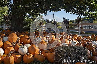 Pumpkins stacked on the ground after a harvest Stock Photo