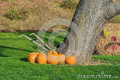 Pumpkins Beside Tree and Old Hand Tiller Stock Photo