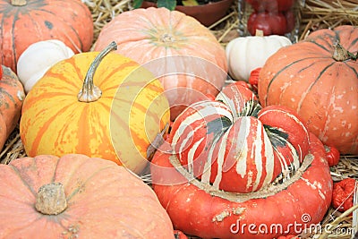 Pumpkins, turban squash at harvest festival Stock Photo