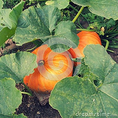 Pumpkins Stock Photo