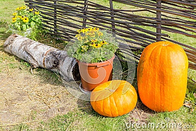 Pumpkins at wicker fence Stock Photo