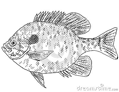 Pumpkinseed Lepomis gibbosus Freshwater Fish Cartoon Drawing Stock Photo