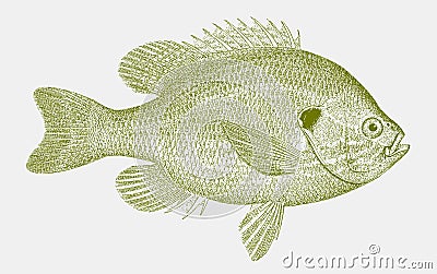 Pumpkinseed, a sunfish from north america in side view Vector Illustration