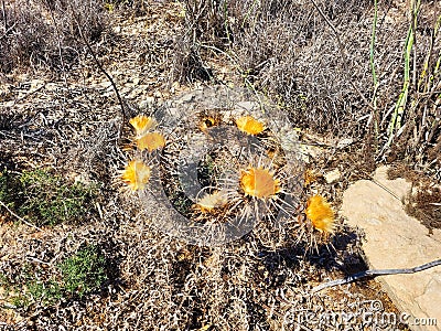 Puna flowers, colors and natural beauty. Desert flowers. The first spring flowers. Flowering of the mother-and-stepmother. High Stock Photo