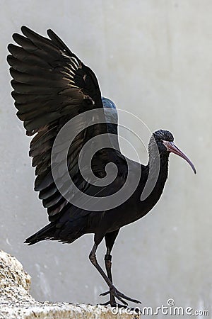 The Puna ibis (Plegadis ridgwayi) Stock Photo