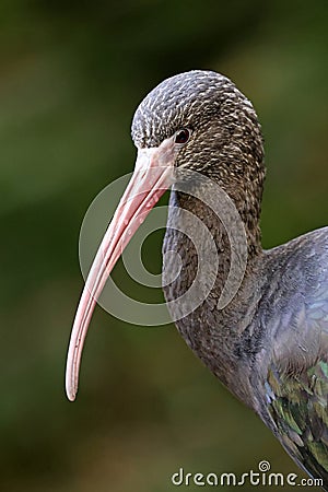 The Puna ibis (Plegadis ridgwayi) Stock Photo