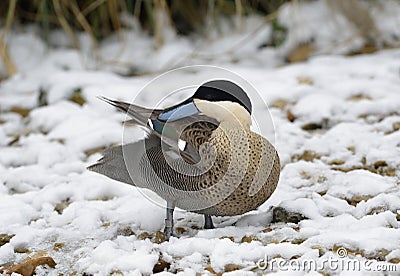 Puna Teal Stock Photo