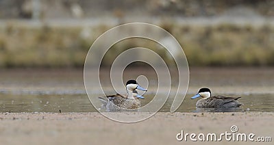 Puna Teal - Spatula puna Stock Photo