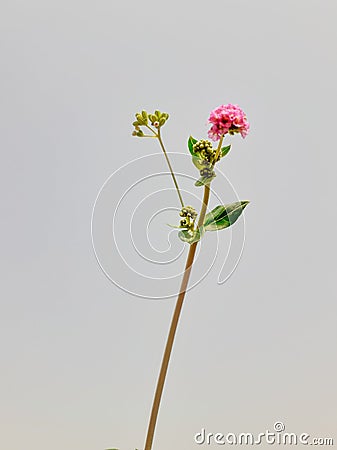 Punarnava or boerhavia diffusa plant isolated on white background. Stock Photo