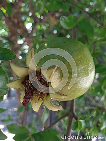 Punica granatum. Stock Photo