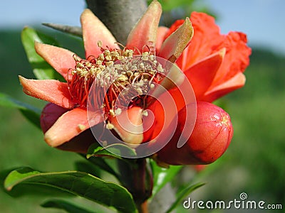 Red flower of Punica granatum tree Stock Photo