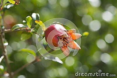 Punica Granatum Varitey Nana, Dwarf Pomegranate Stock Photo