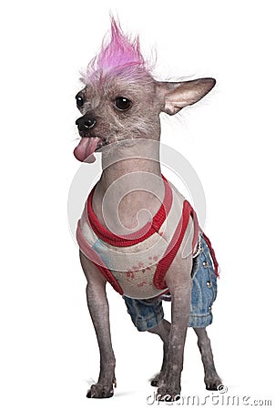 Punk dressed Mexican hairless dog, 4 years old Stock Photo